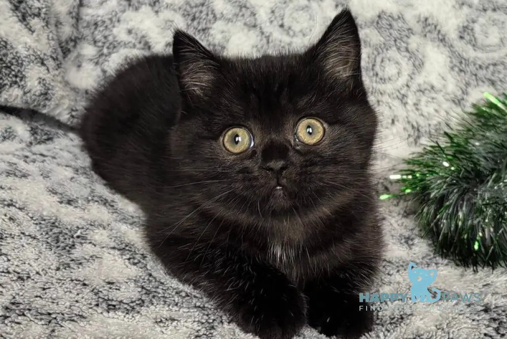 Naomi British Shorthair female black live animals