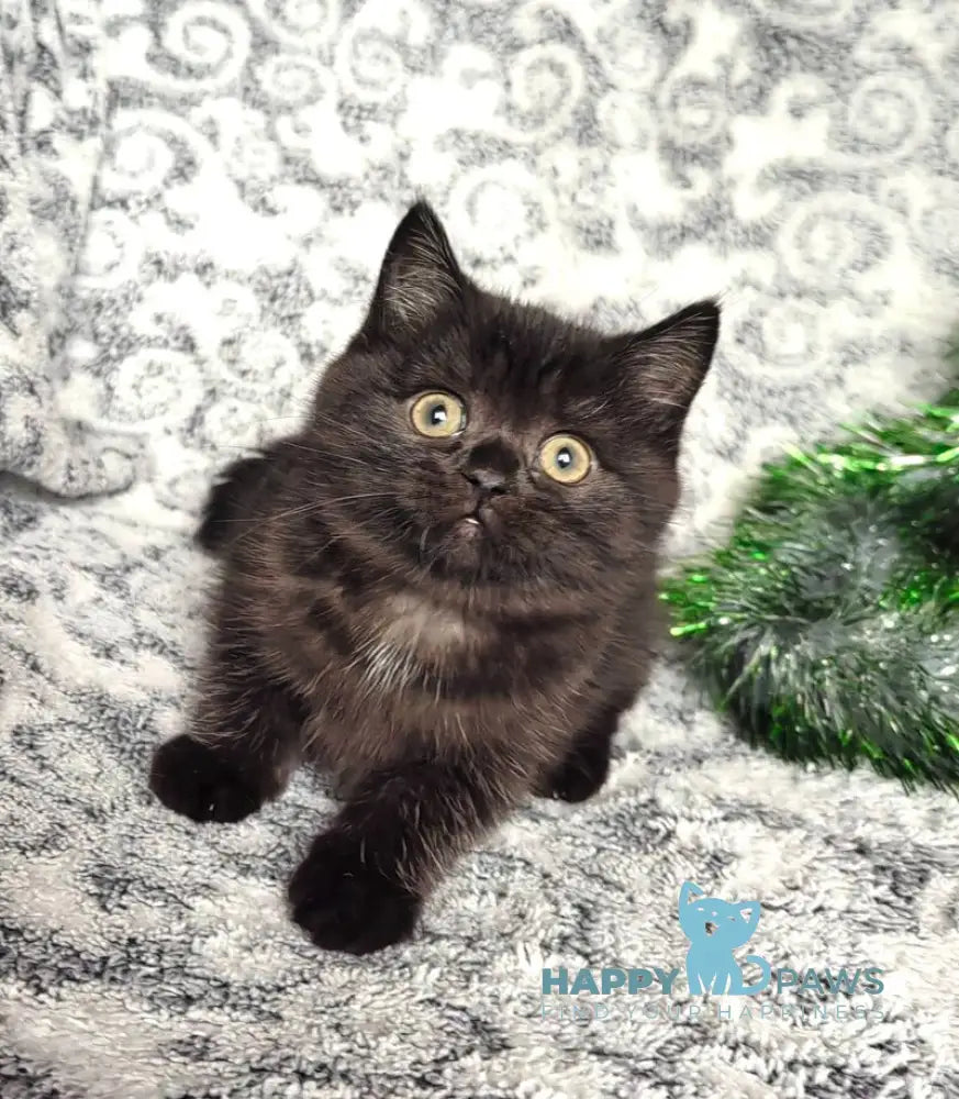 Naomi British Shorthair female black live animals