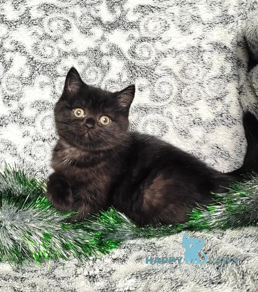 Naomi British Shorthair female black live animals
