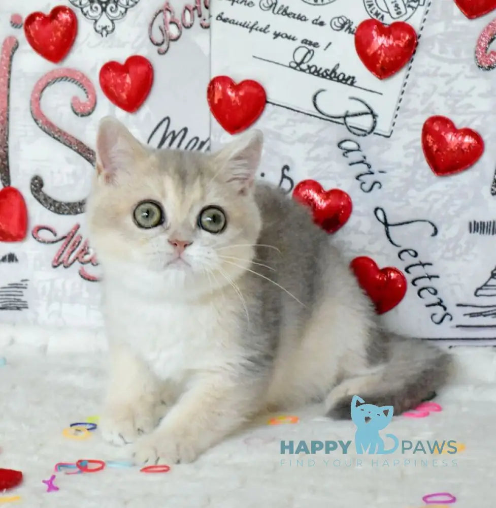 Naomi British Shorthair female blue golden shaded live animals
