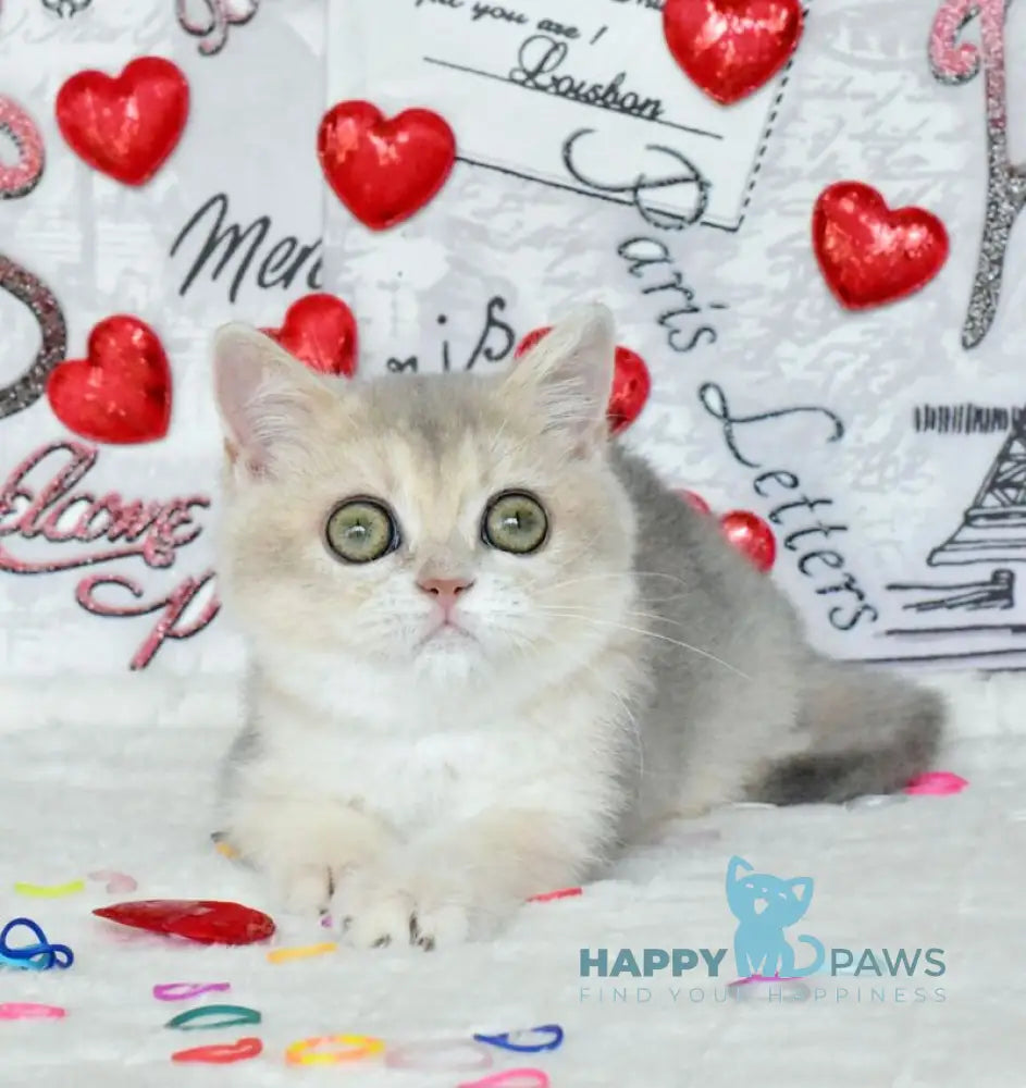 Naomi British Shorthair female blue golden shaded live animals