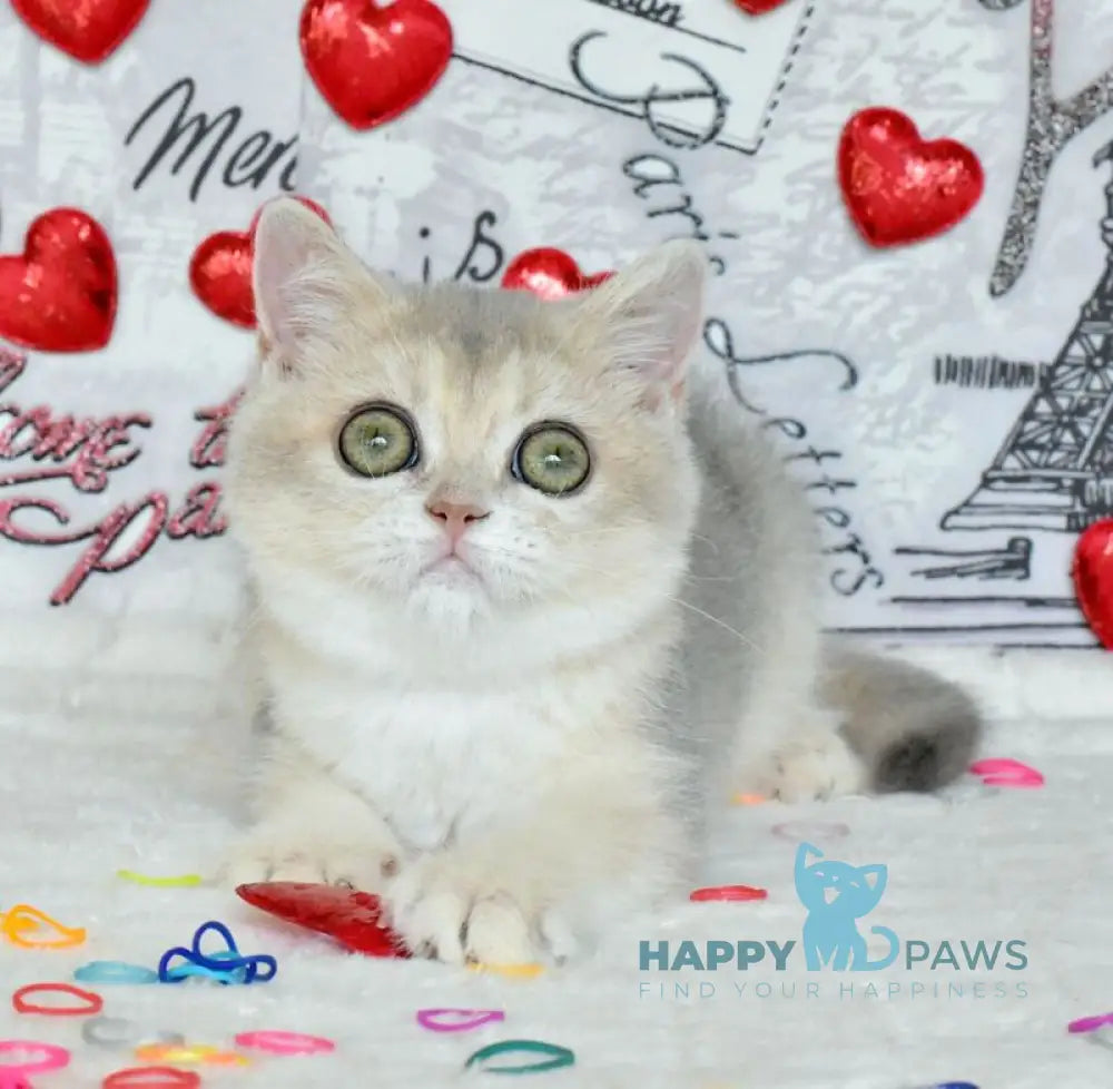 Naomi British Shorthair female blue golden shaded live animals