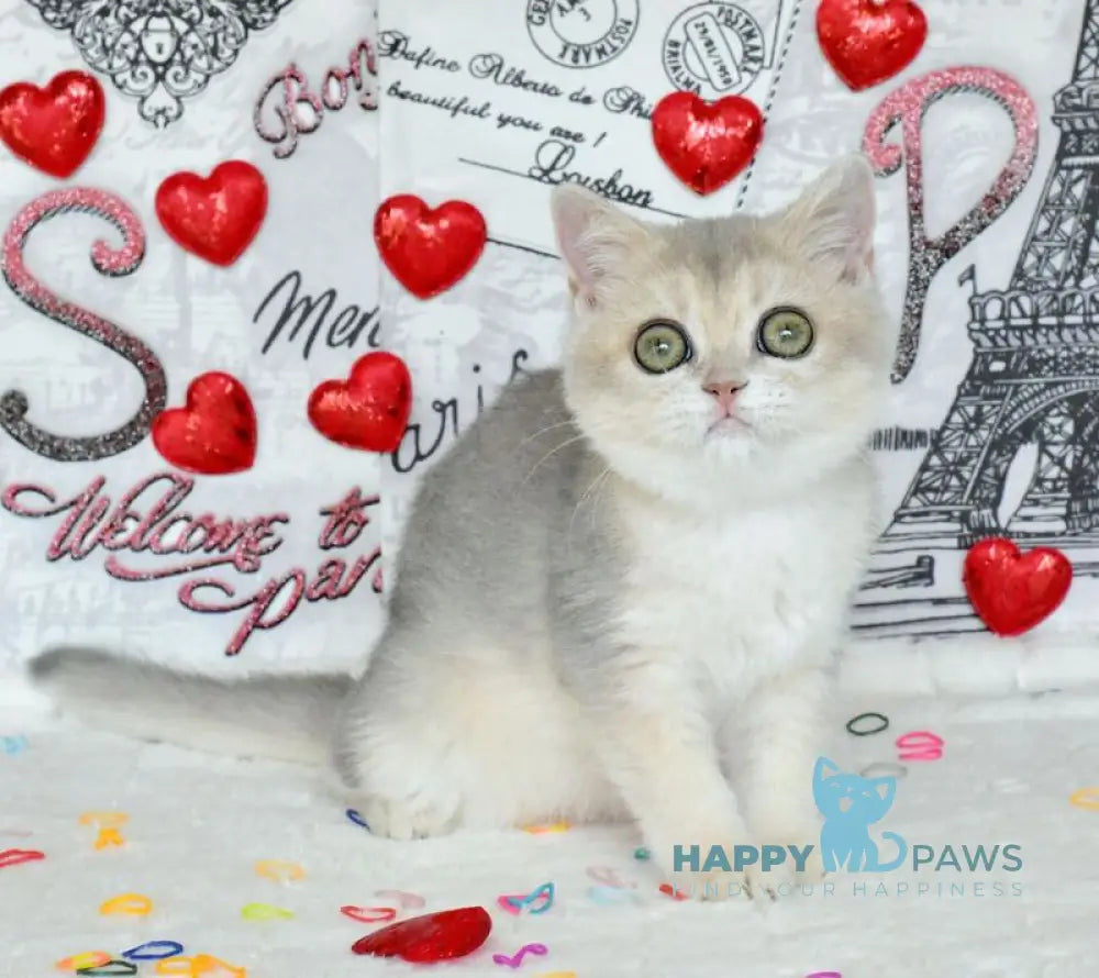 Naomi British Shorthair female blue golden shaded live animals