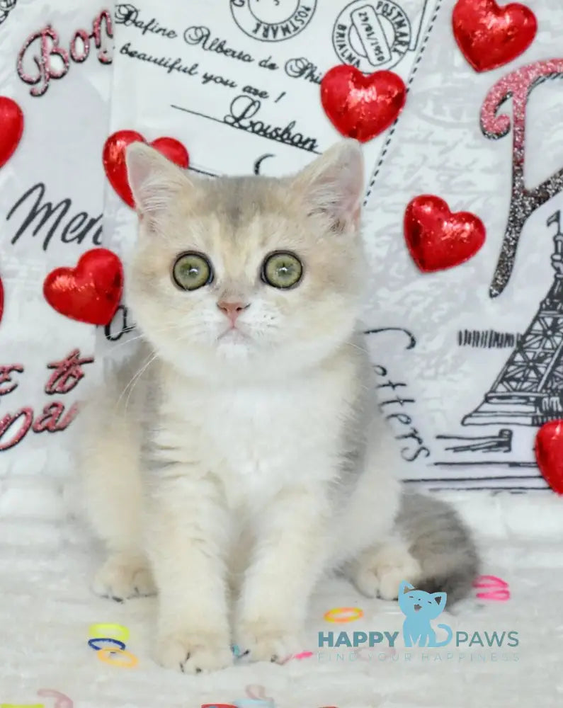 Naomi British Shorthair female blue golden shaded live animals