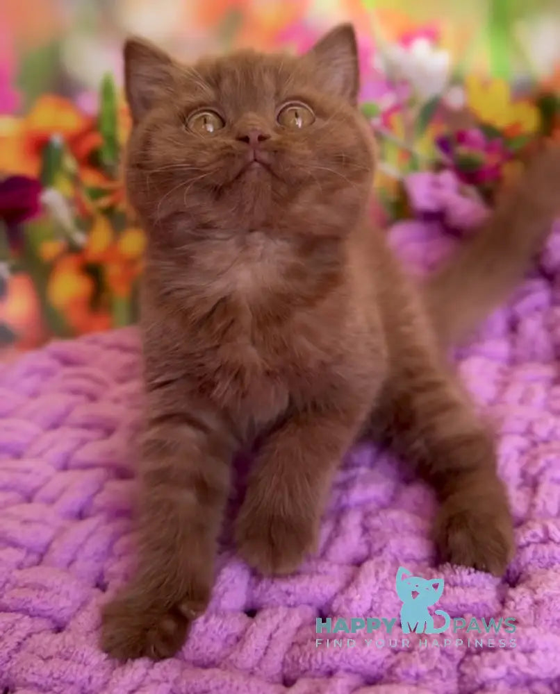 Naomi British Shorthair female cinnamon live animals