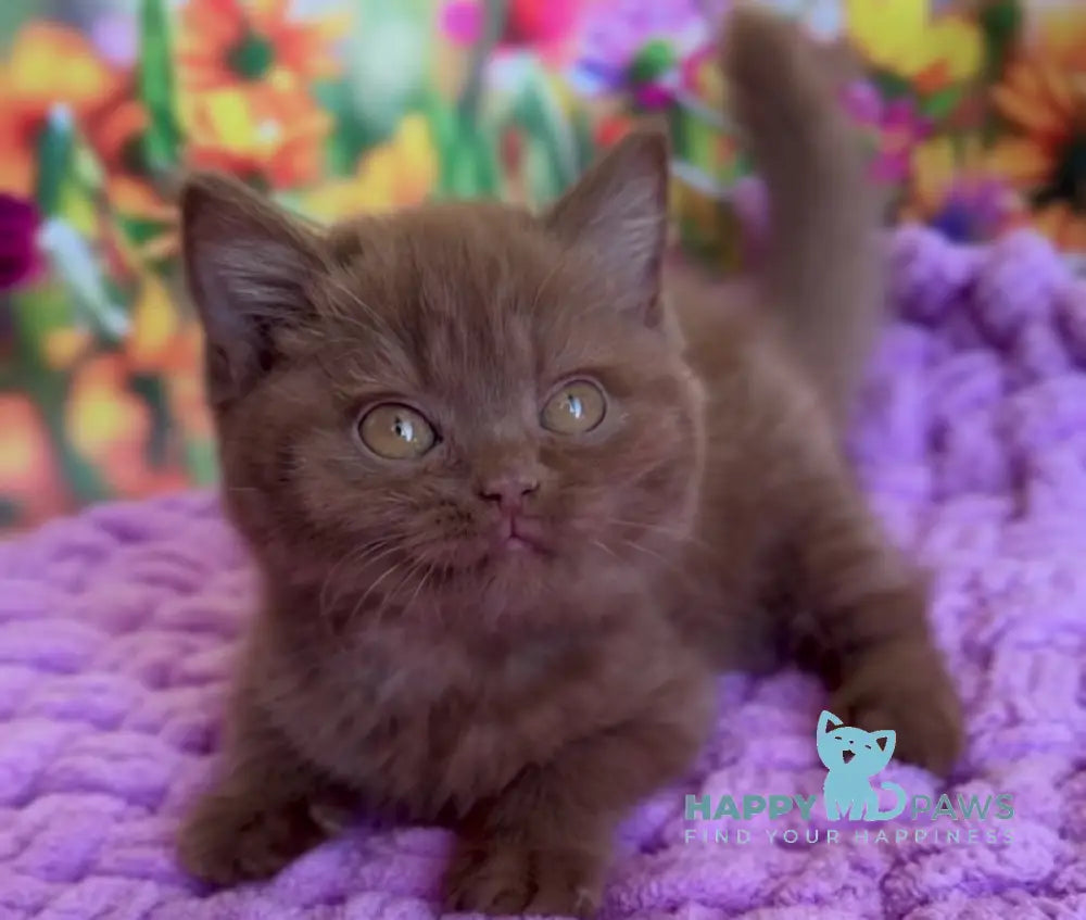 Naomi British Shorthair female cinnamon live animals