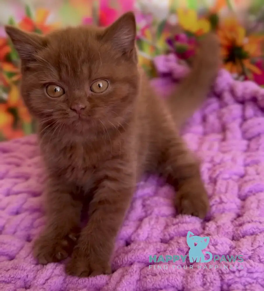 Naomi British Shorthair female cinnamon live animals