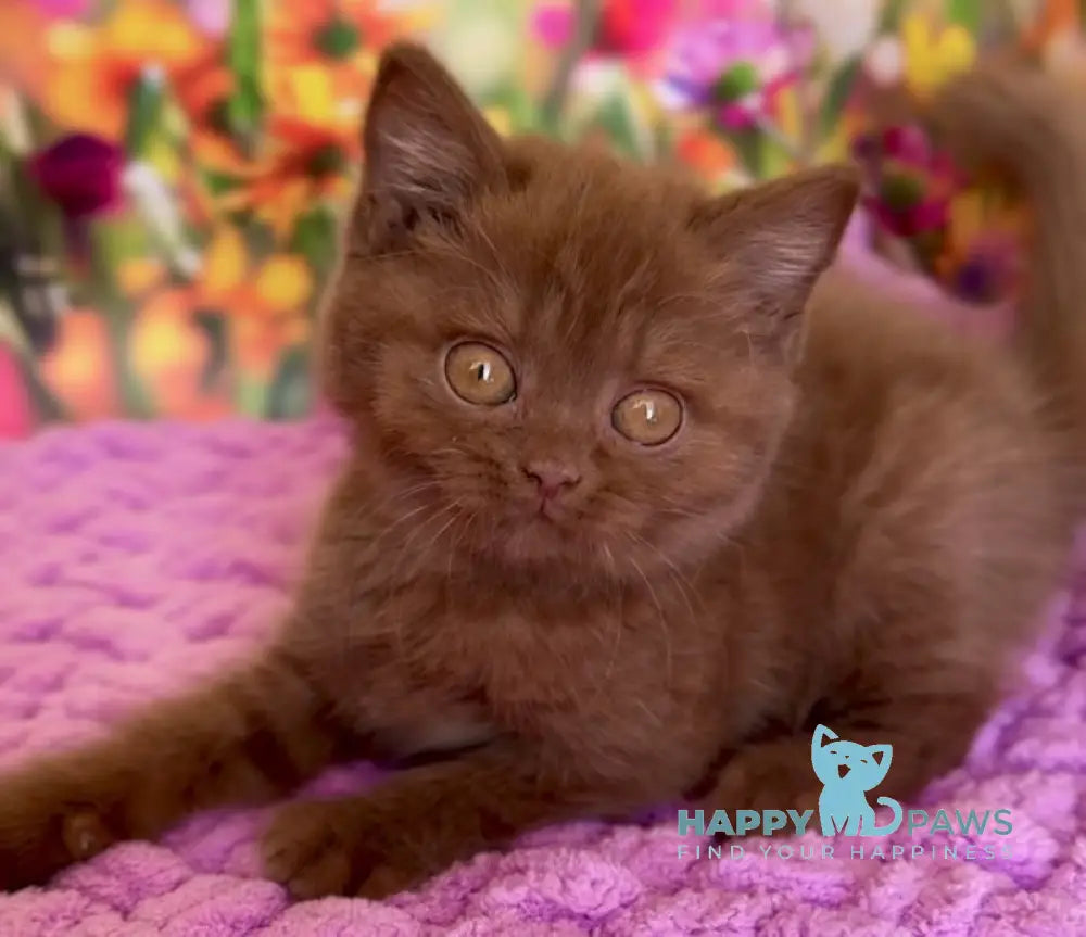 Naomi British Shorthair female cinnamon live animals
