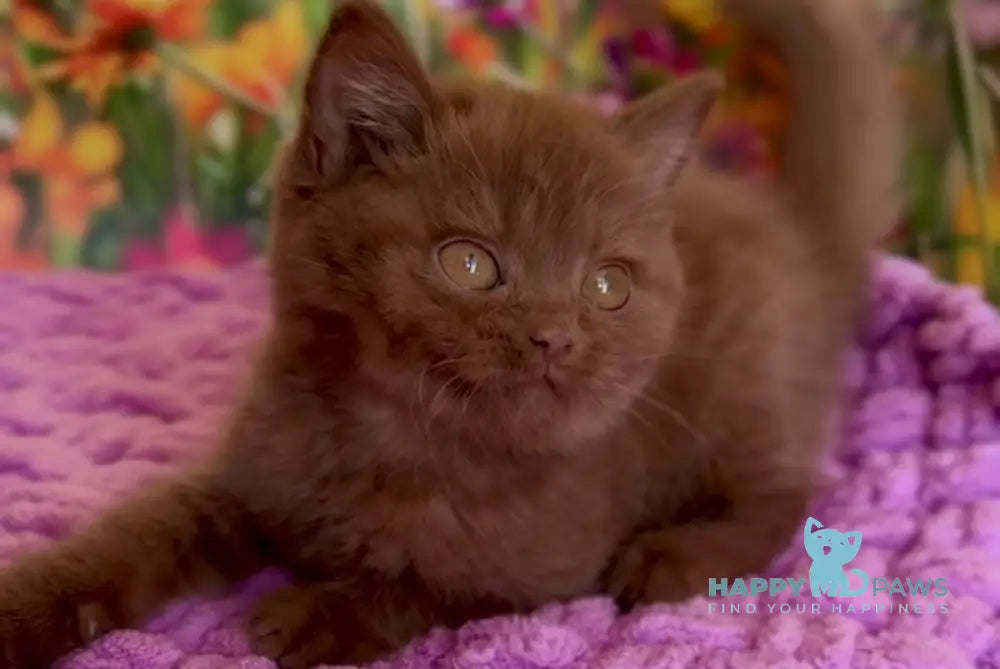 Naomi British Shorthair female cinnamon live animals