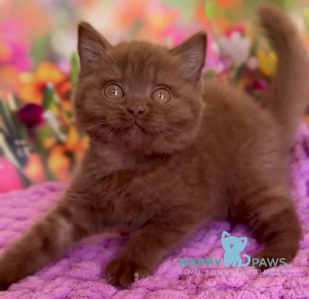Naomi British Shorthair female cinnamon live animals