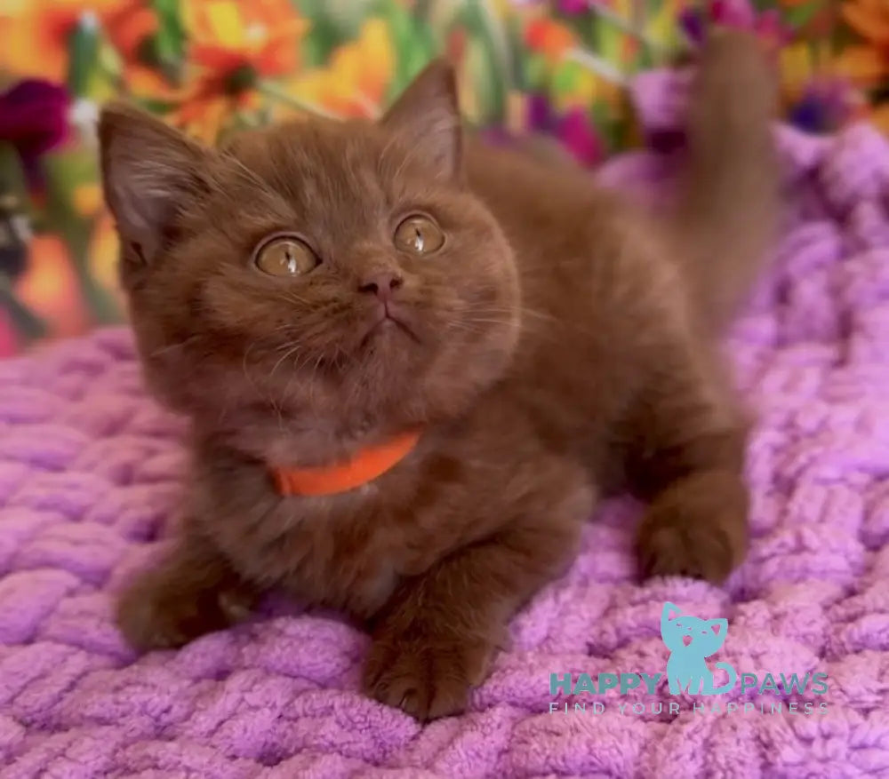 Naomi British Shorthair female cinnamon live animals