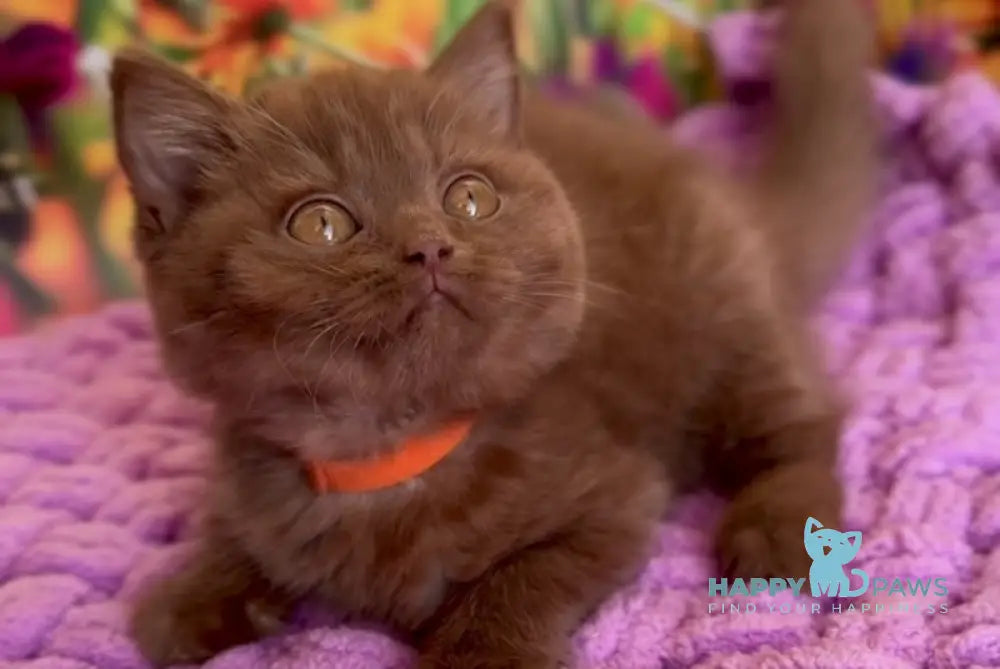 Naomi British Shorthair female cinnamon live animals