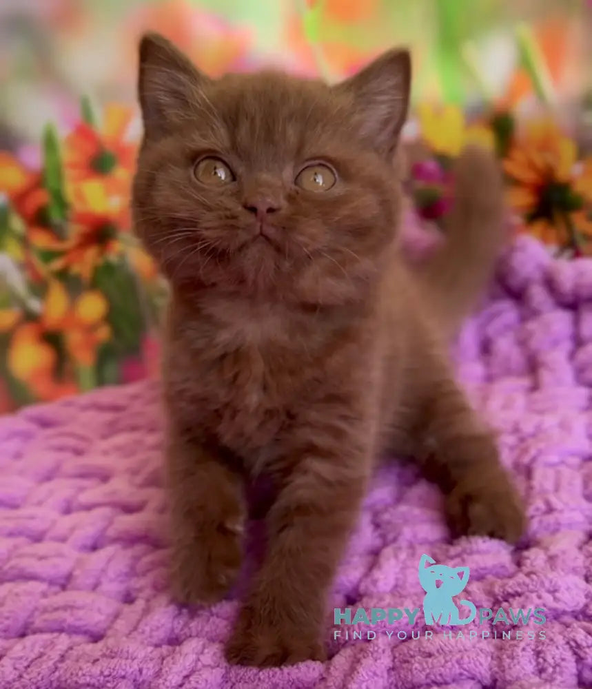 Naomi British Shorthair female cinnamon live animals