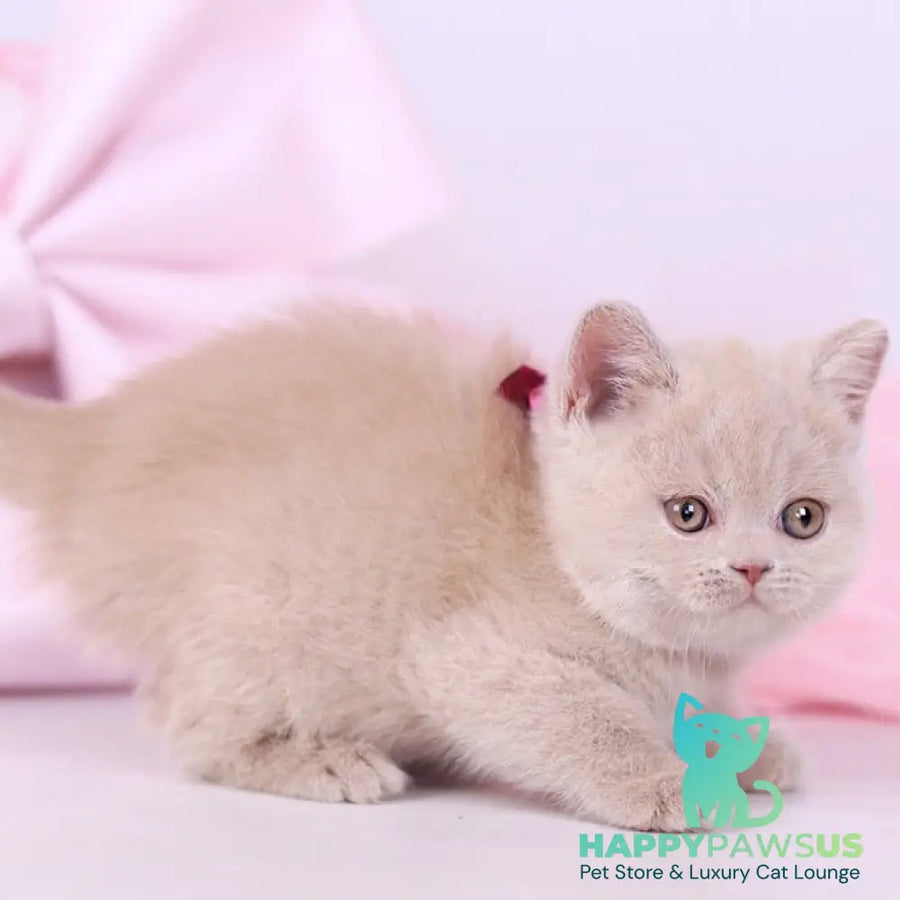 Naomi British Shorthair female fawn - live animals