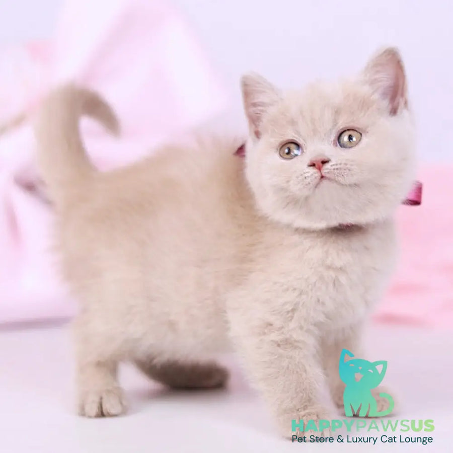 Naomi British Shorthair female fawn - live animals