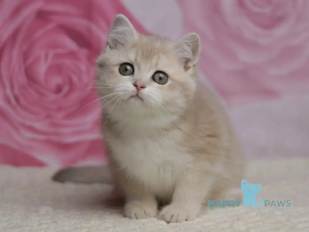Naomi British Shorthair female lilac golden shaded live animals