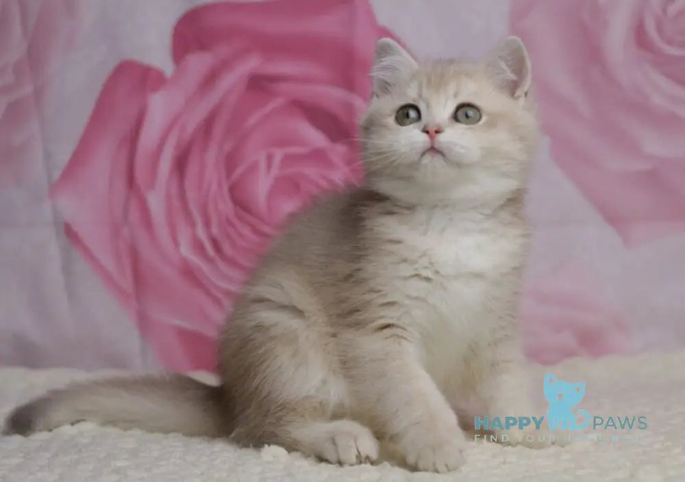 Naomi British Shorthair female lilac golden shaded live animals