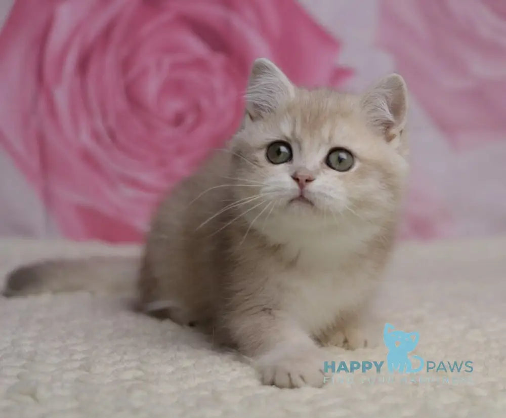 Naomi British Shorthair female lilac golden shaded live animals