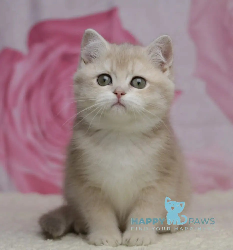 Naomi British Shorthair female lilac golden shaded live animals