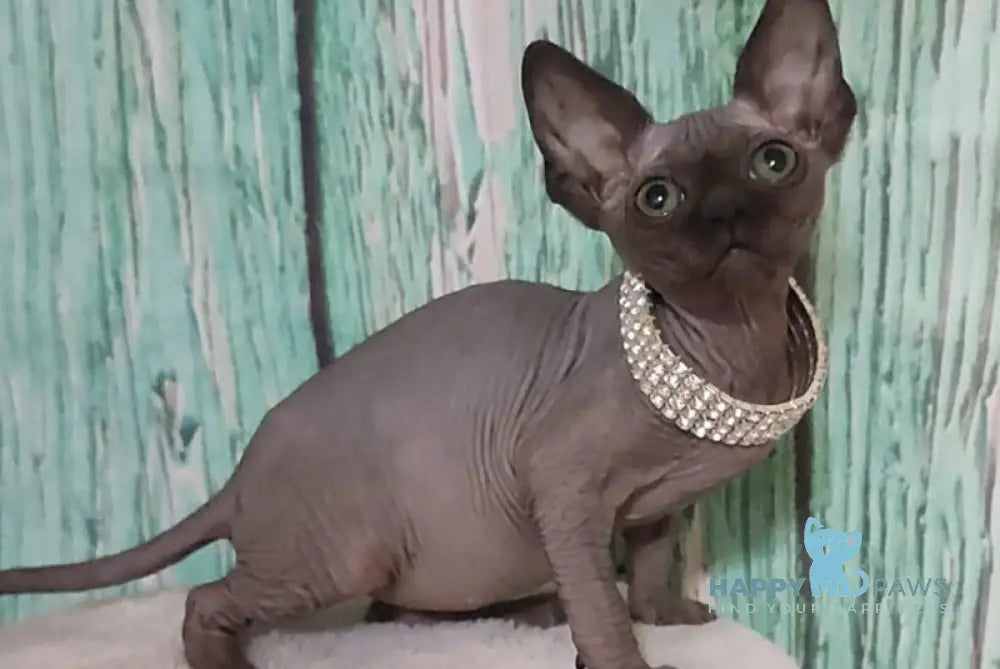 Naomi Canadian Sphynx female black - live animals