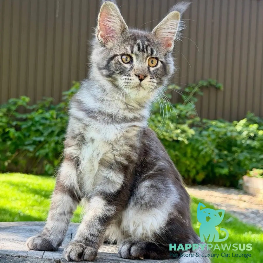 Naomi Maine Coon female black tabby - live animals