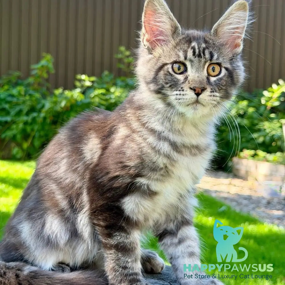 Naomi Maine Coon female black tabby - live animals