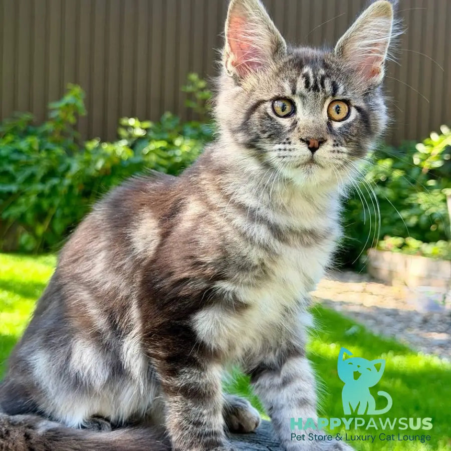 Naomi Maine Coon female black tabby - live animals