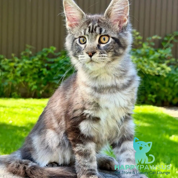Naomi Maine Coon female black tabby - live animals