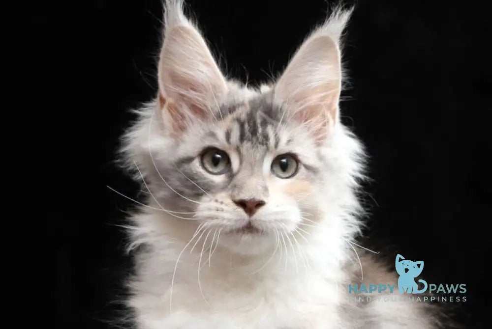 Naomi Maine Coon female blue tortie silver tabby bicolour live animals
