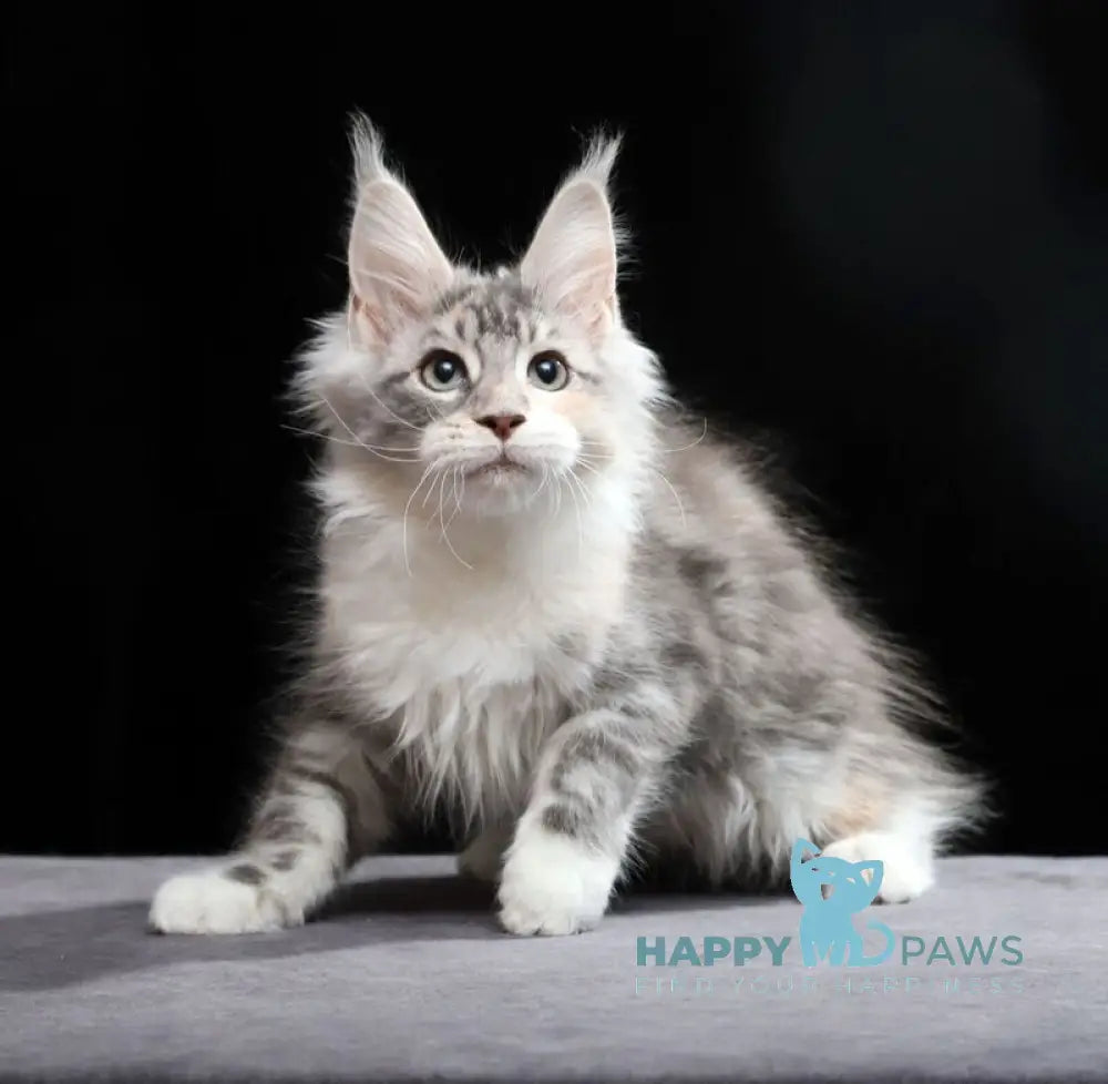 Naomi Maine Coon female blue tortie silver tabby bicolour live animals
