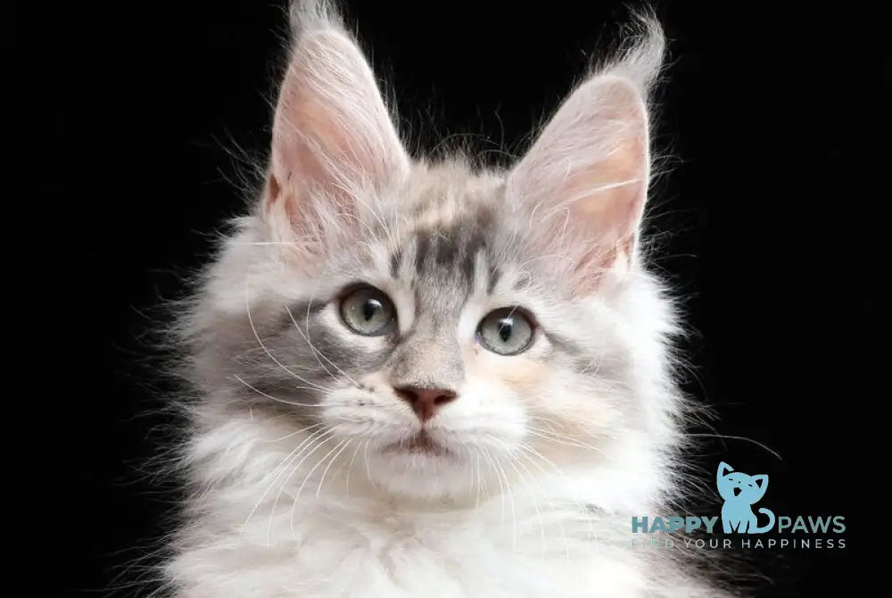 Naomi Maine Coon female blue tortie silver tabby bicolour live animals