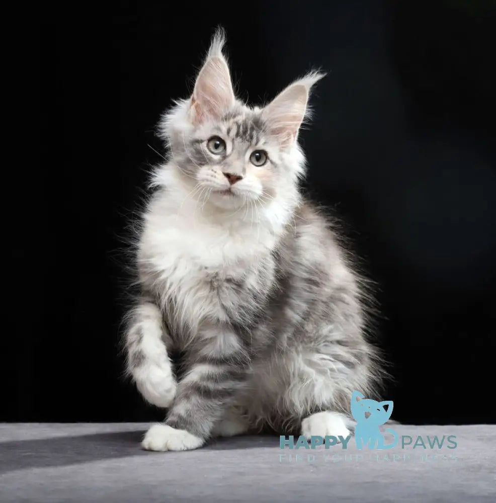 Naomi Maine Coon female blue tortie silver tabby bicolour live animals