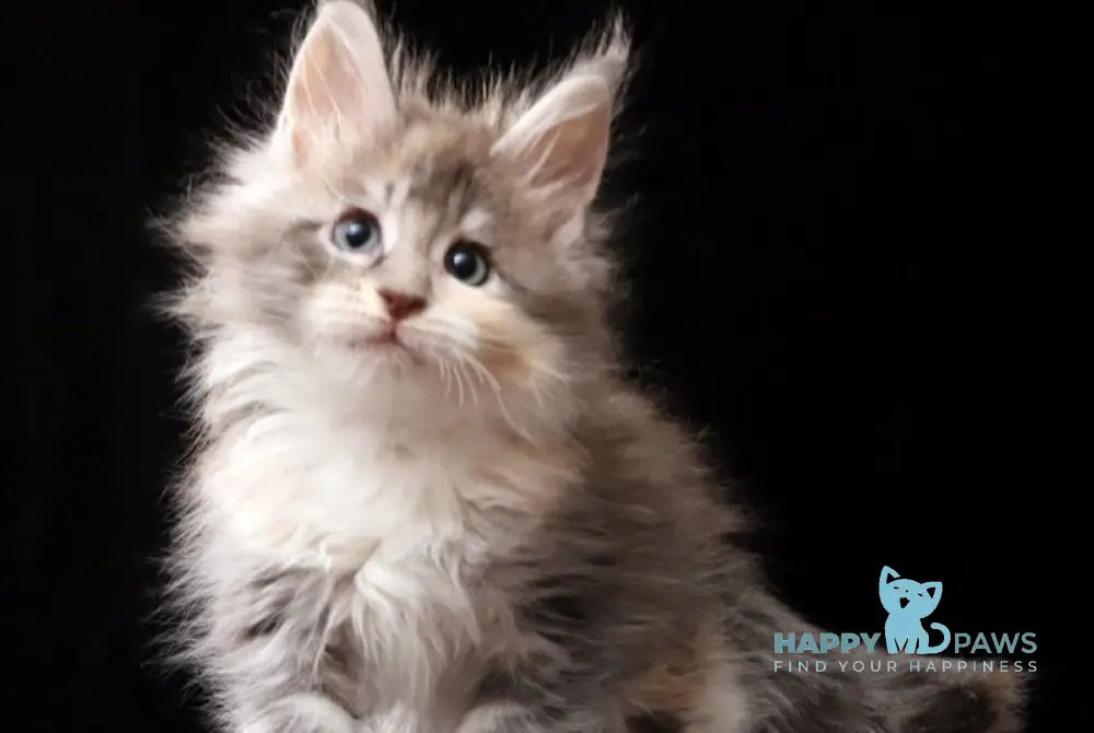 Naomi Maine Coon female blue tortie silver tabby bicolour live animals