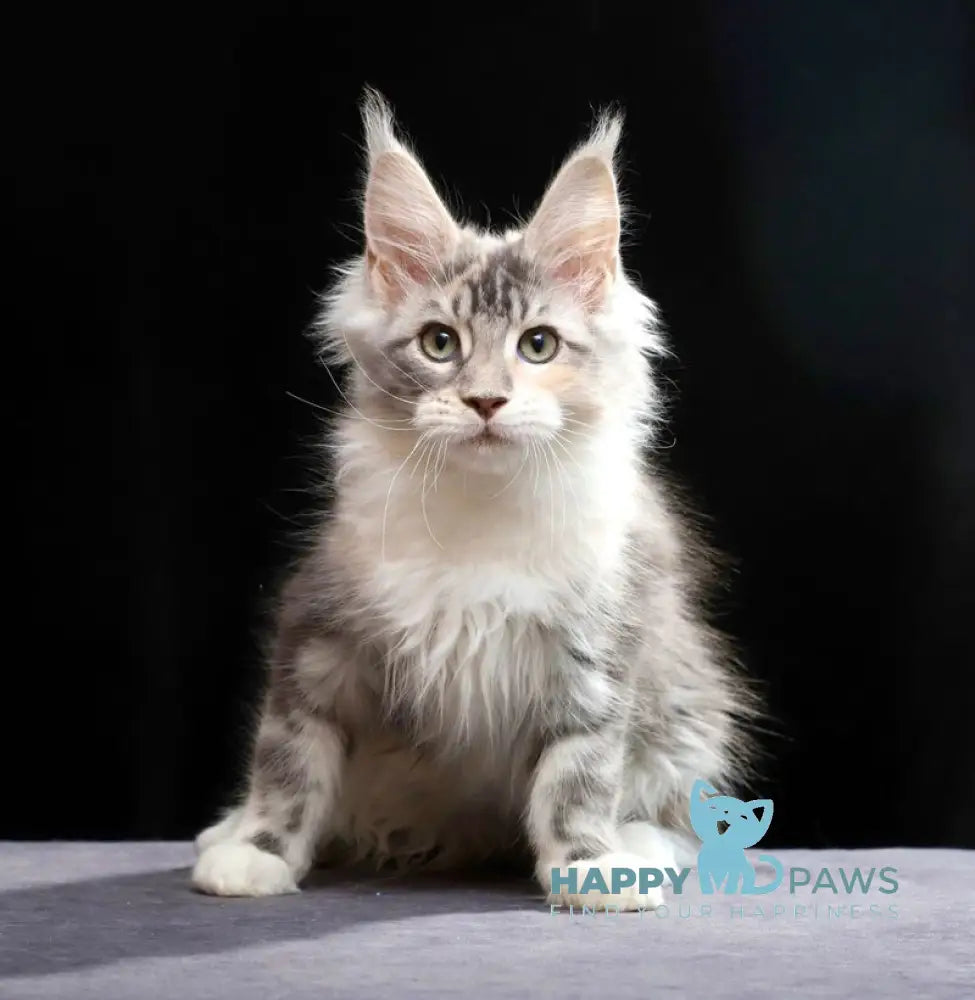 Naomi Maine Coon female blue tortie silver tabby bicolour live animals
