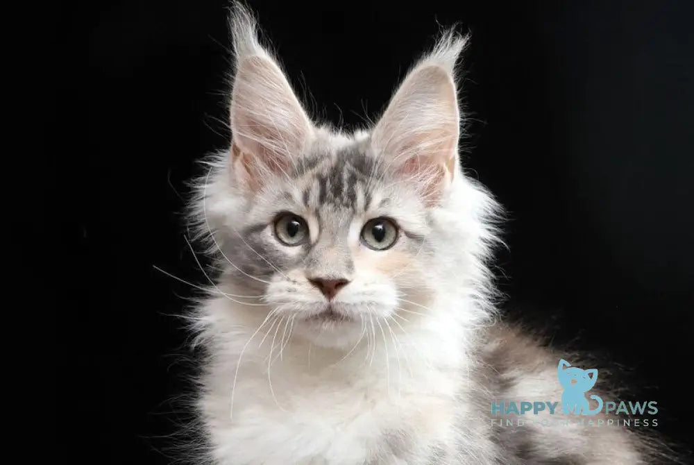 Naomi Maine Coon female blue tortie silver tabby bicolour live animals
