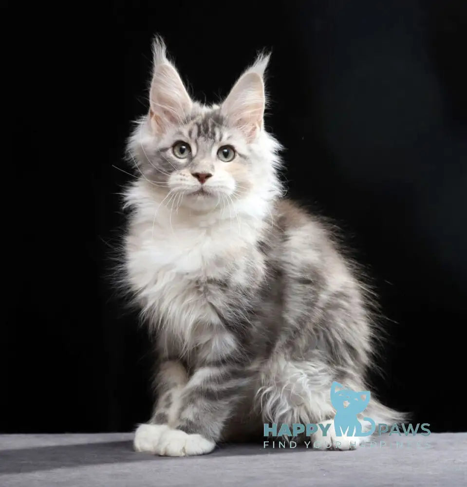 Naomi Maine Coon female blue tortie silver tabby bicolour live animals