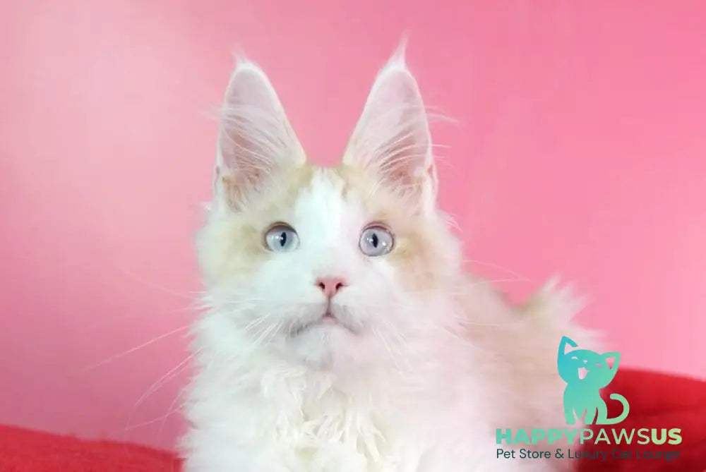 Naomi Maine Coon male cream with white live animals