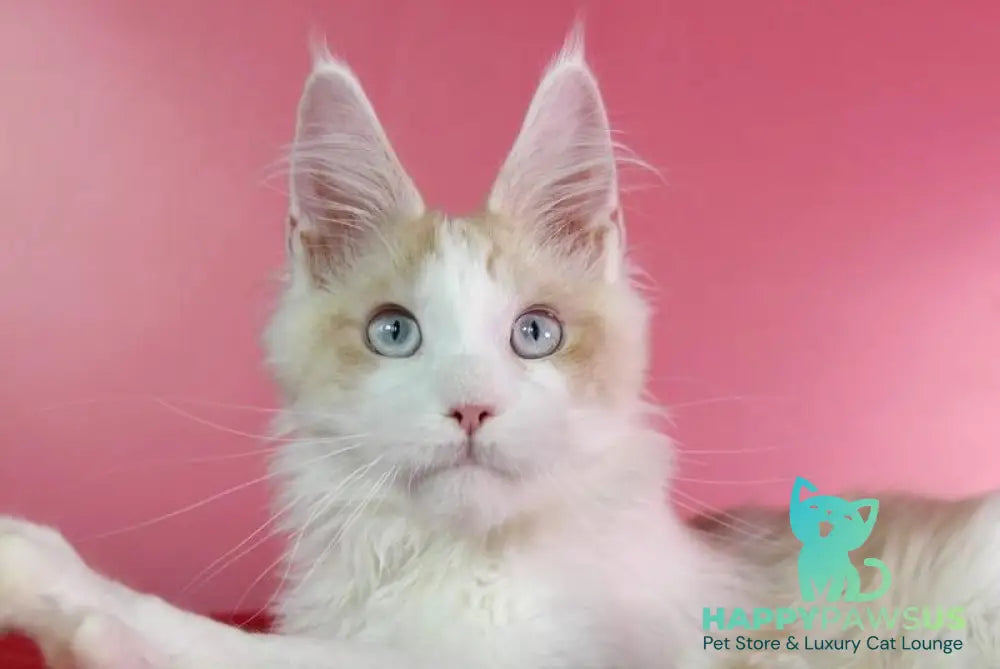 Naomi Maine Coon male cream with white live animals