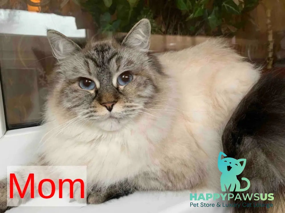Naomi Neva Masquerade female black tortie with white live animals