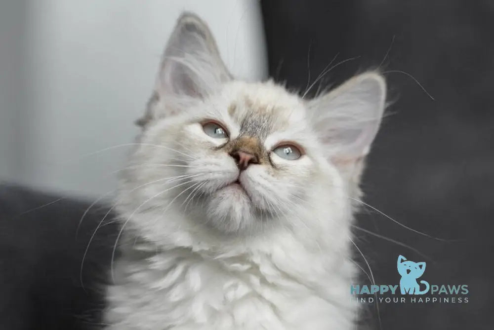 Naomi Neva Masquerade female black tortie with white live animals