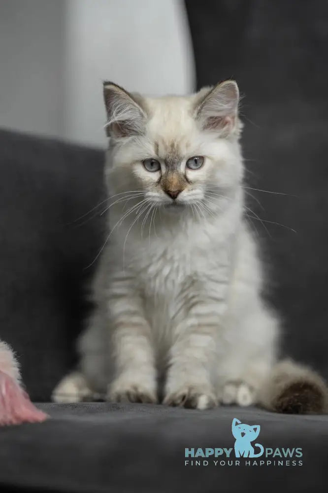 Naomi Neva Masquerade female black tortie with white live animals