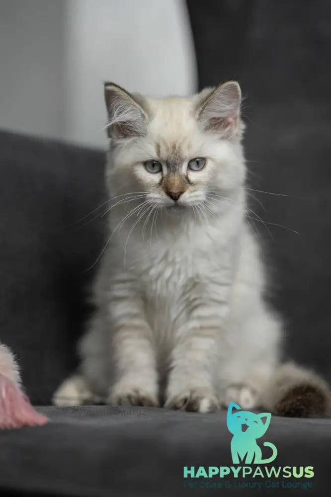 Naomi Neva Masquerade female black tortie with white live animals