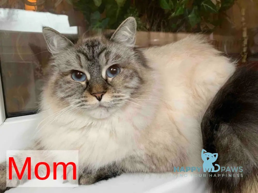 Naomi Neva Masquerade female black tortie with white live animals