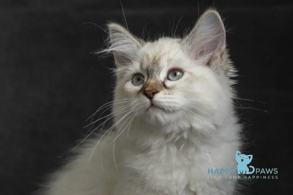 Naomi Neva Masquerade female black tortie with white live animals