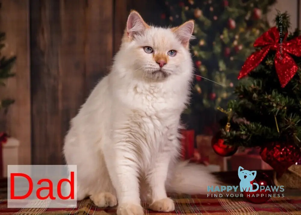 Naomi Neva Masquerade female black tortie with white live animals