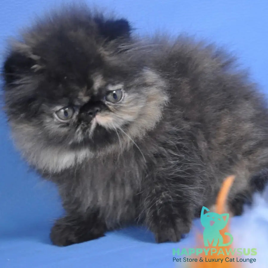 Naomi Persian female black tortie tabby - live animals