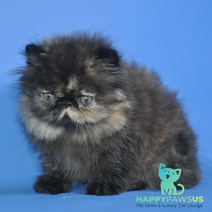 Naomi Persian female black tortie tabby - live animals