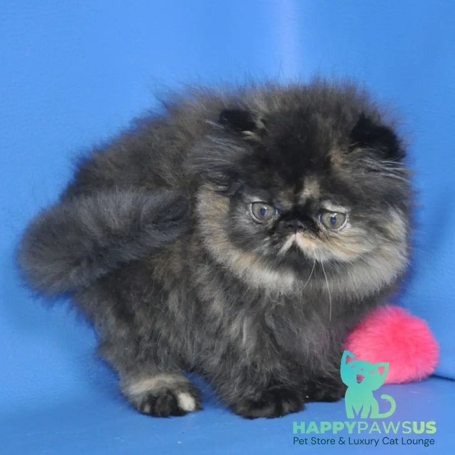 Naomi Persian female black tortie tabby - live animals