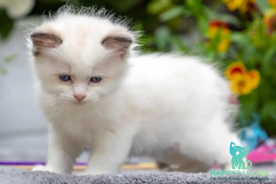 Naomi Ragdoll female seal bicolour - live animals