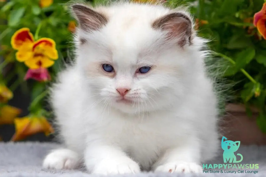 Naomi Ragdoll female seal bicolour - live animals